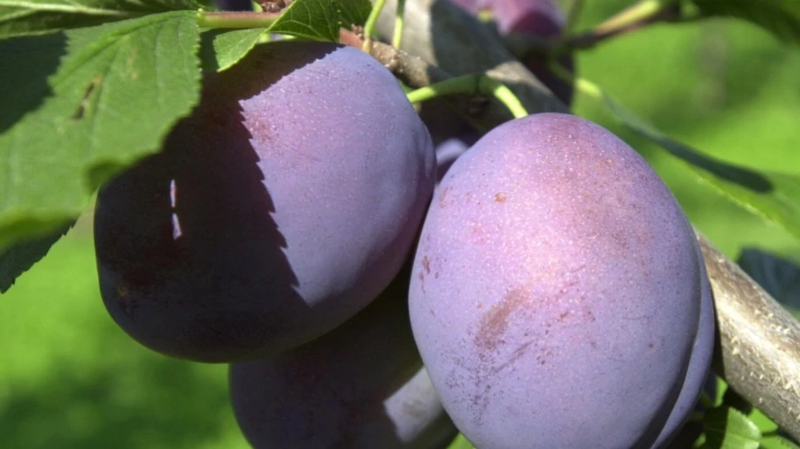Récolte de pruneaux en Suisse : une bonne qualité attendue