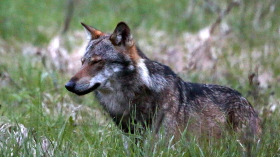 Les attaques de loup aux Grisons reculent nettement fin juillet
