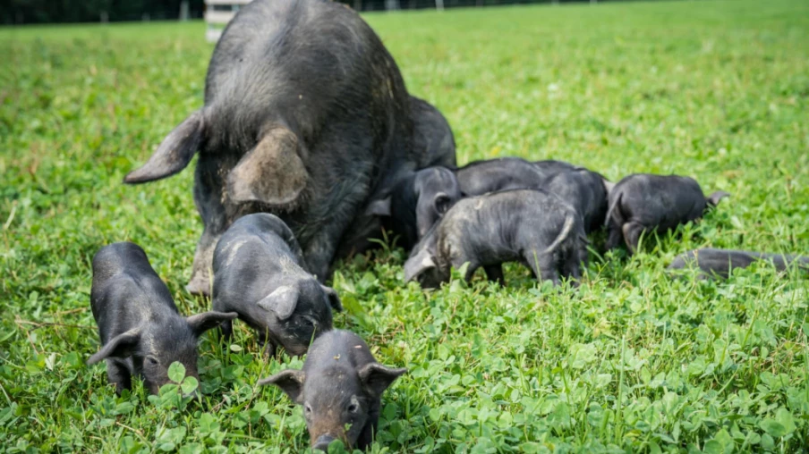 Le cochon noir des Alpes reconnu comme race autochtone en Suisse