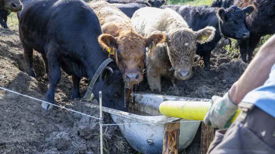 Bovins abattus en hausse de 15 % en juin et juillet, vaches +33 %