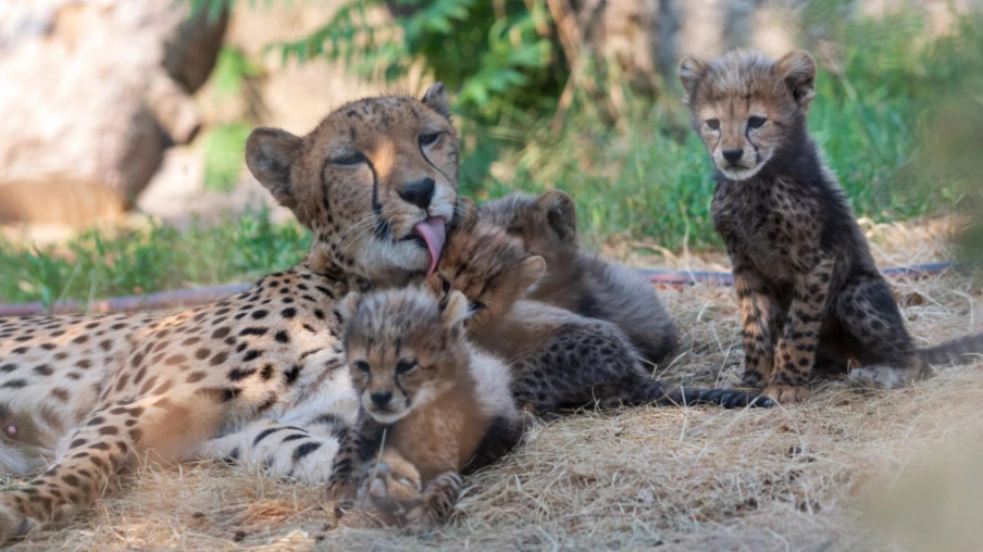 naissance de sextuplés de guépards au zoo de Bâle