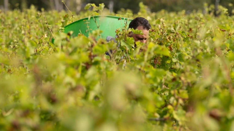 Vendanges 2026 à Bordeaux : une précocité jamais vue selon le CIVB