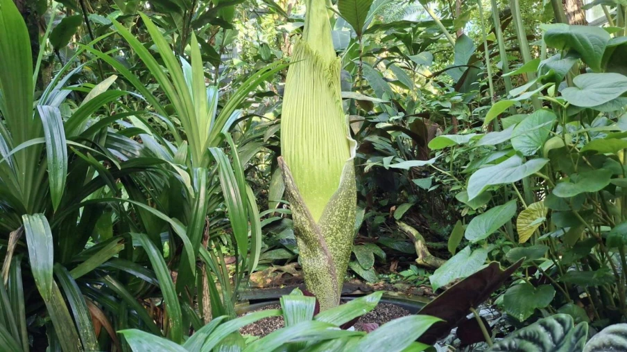 Arum titan sur le point de fleurir au jardin botanique de Bâle