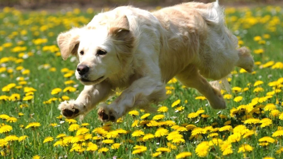 Iran : interdiction de promener les chiens dans 17 villes pour raisons d’hygiène et sécurité Iran : interdiction de promener les chiens dans 17 villes pour raisons d’hygiène et sécurité