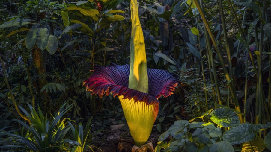 Bâle : une rare titanophore fleurit cette nuit au jardin botanique