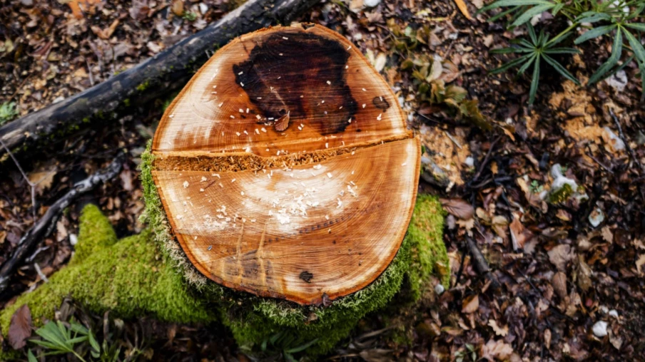 Sécheresse à Neuchâtel : 40 arbres abattus pour raisons de sécurité