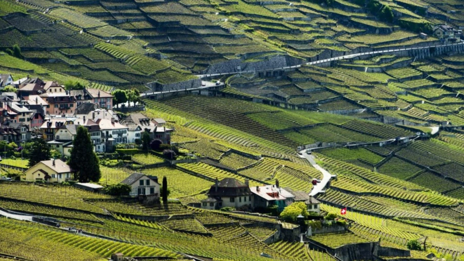 Caves ouvertes vaudoises 2025 : 80'000 visites enregistrées dans les vignobles du canton