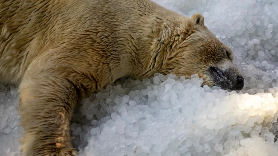 Svalbard : une amende de 4 550 euros pour avoir réveillé un ours polaire