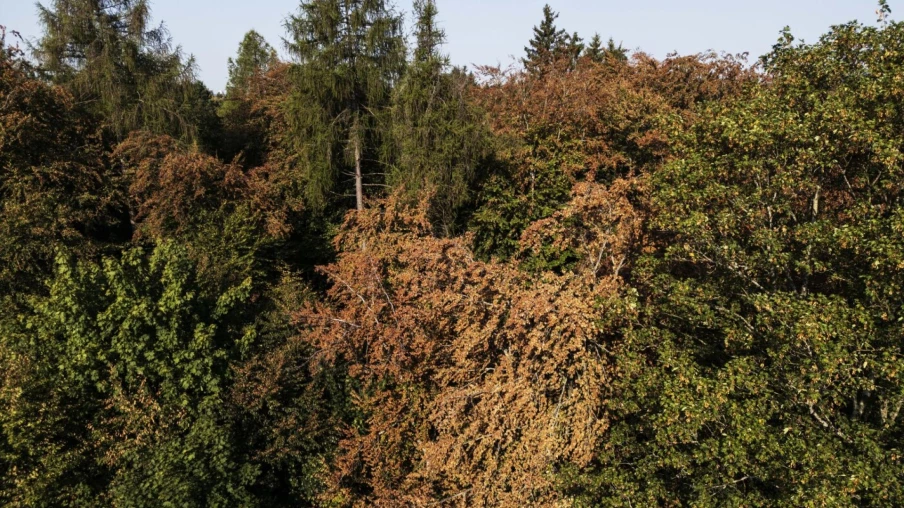 La sécheresse accroît les risques en forêt pour promeneurs et bûcherons