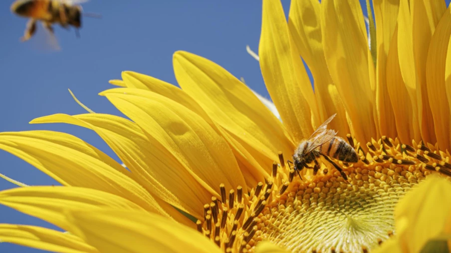 L'abeille mellifère sauvage en danger en Europe, selon une étude