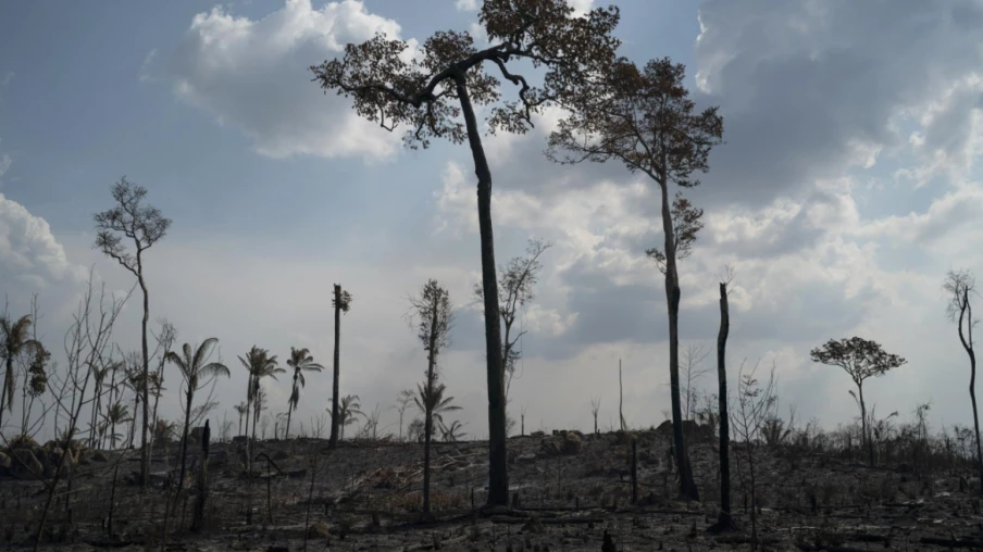 Amazonie : quelques espèces d’arbres clés pour la régénération forestière