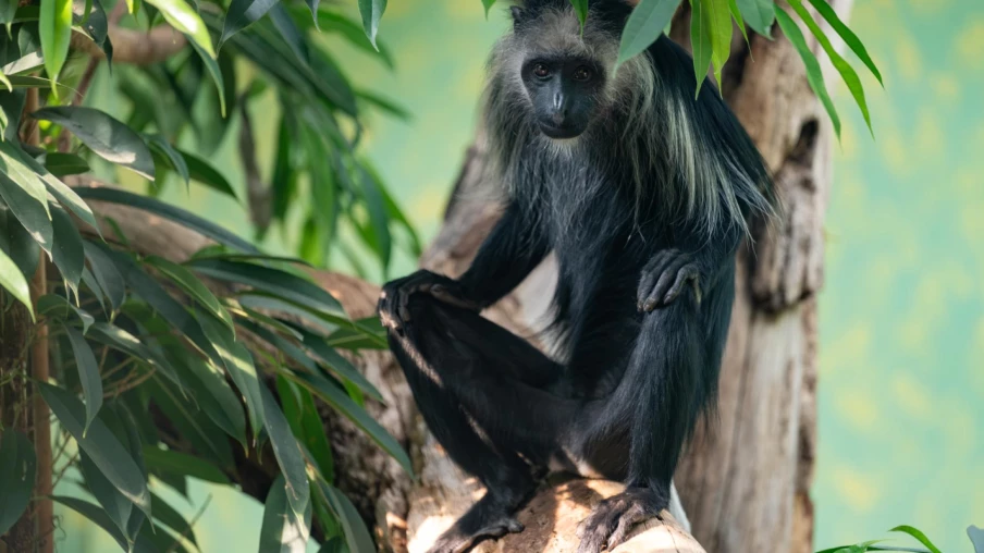 Colobes magistrats au zoo de Zurich : un singe très menacé