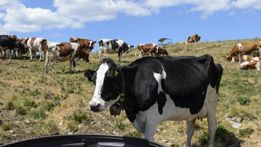 Sécheresse dans le Jura bernois : les agriculteurs appellent Berne