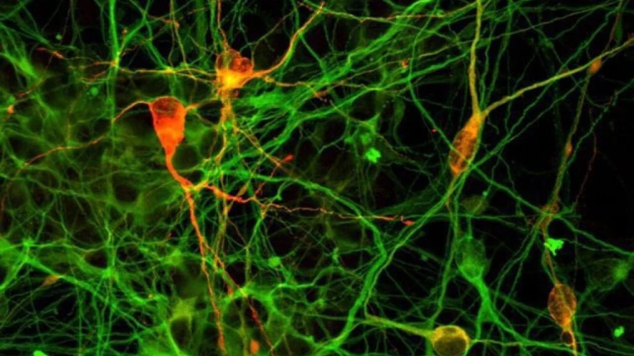 Des organoïdes cérébraux cultivés en laboratoire pendant 7 ans