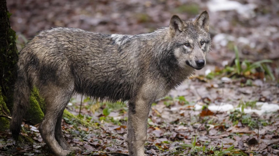 Tir autorisé d'un loup isolé dans la région de Varen-Crans (VS)