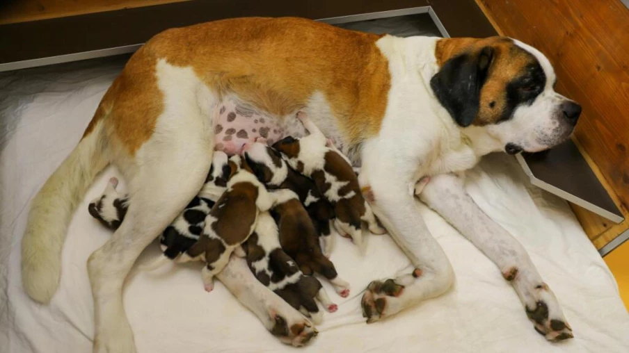 Huit chiots saint-bernard sont nés à Martigny, visibles dès le 21 septembre