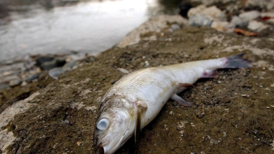 Forte mortalité de poissons aux étangs de Bonfol dans le Jura