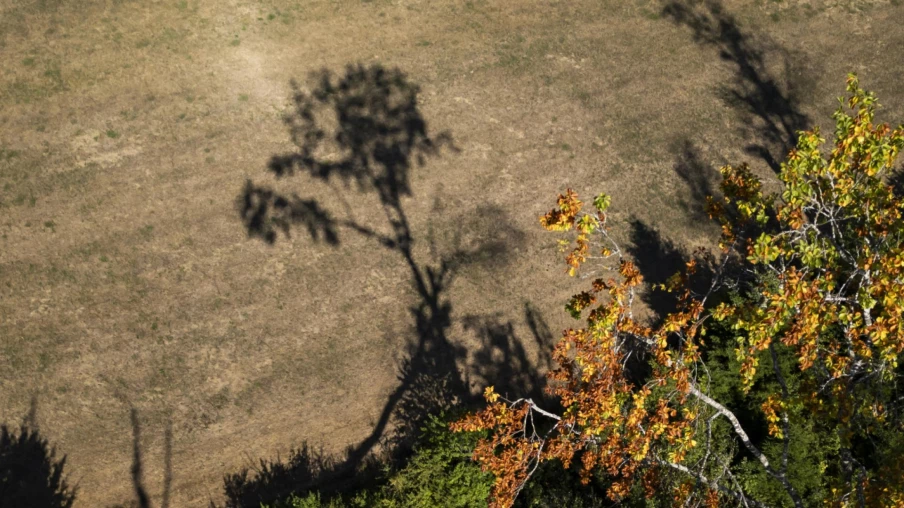 Sécheresse : dégâts massifs dans les forêts du canton du Jura