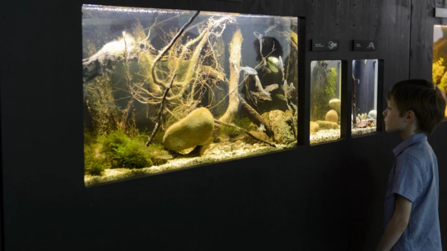La Maison de la Rivière à Tolochenaz célèbre la fête des poissons