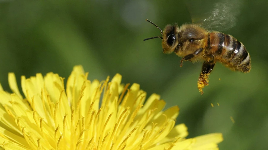 Le recul des glaciers favorise la transmission de maladies chez les abeilles