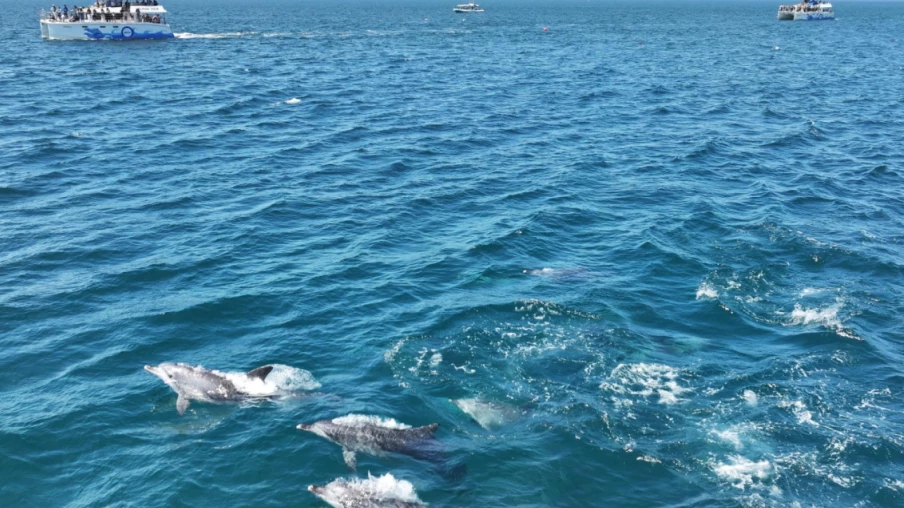 Océans mondiaux : un record de température atteint samedi