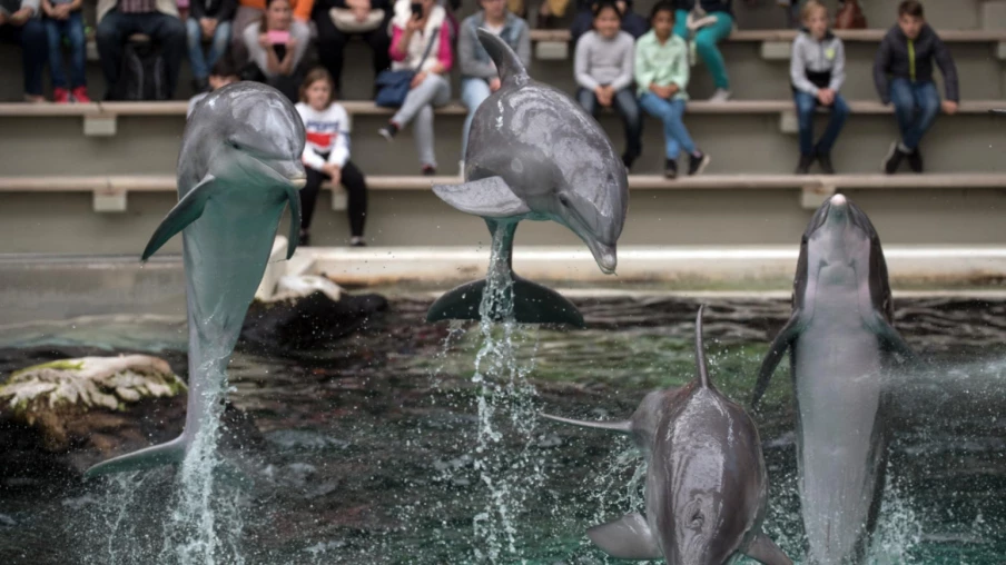 Le zoo de Beauval abandonne son projet d’accueil de dauphins