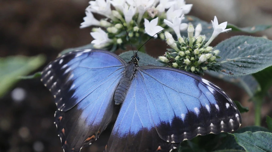 Les fortes chaleurs ternissent l’éclat du papillon morpho tropical