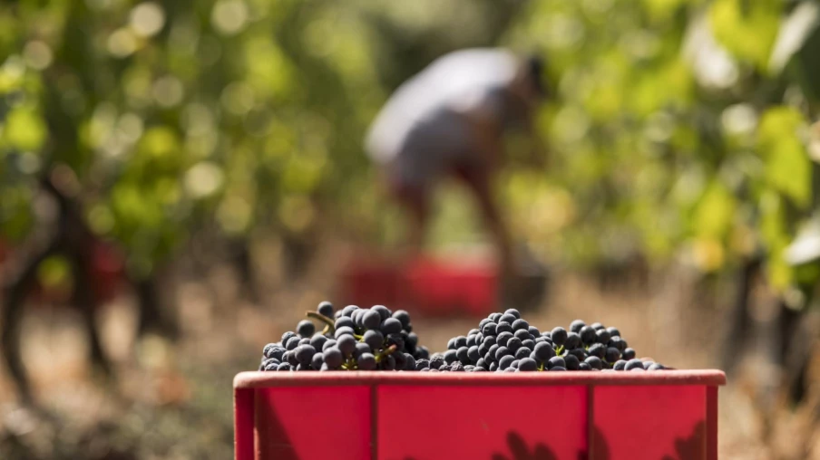 Cuvée 2026 : un millésime prometteur malgré la sécheresse