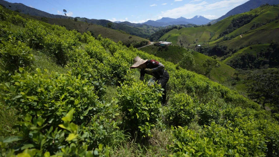 Colombie : reprise possible de l'épandage de glyphosate sur les champs de coca