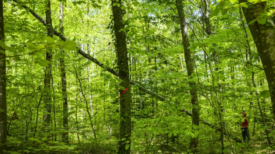 Fête la Terre à Cernier : la filière forestière à l’honneur