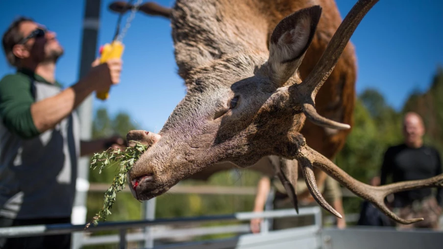 Fribourg augmente légèrement le quota de tir du cerf à 230 individus