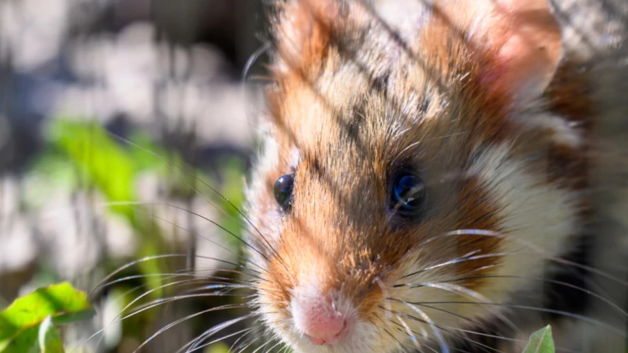 Japon : arrestation d'un tueur en série de hamsters dans un hôtel