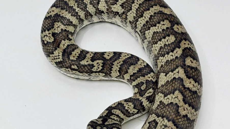 Python de 3 mètres retrouvé dans une forêt près de Winterthour (ZH)