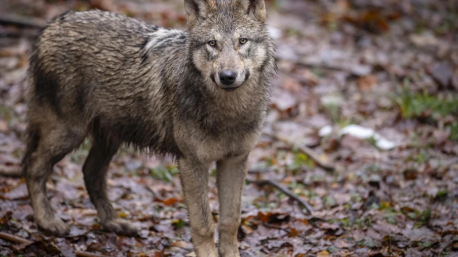 Tir d’un loup autorisé dans la région de Rarogne-Ausserberg (VS)