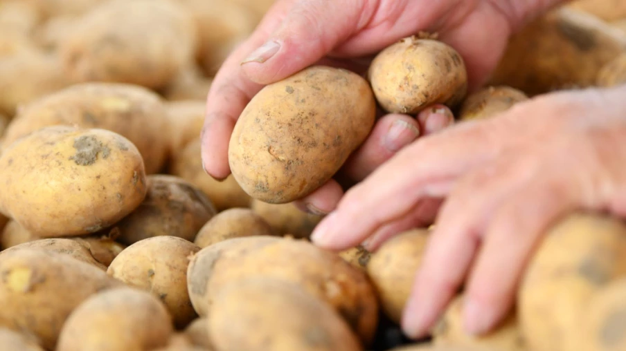 Mauvaise récolte de pommes de terre en Suisse à cause de la canicule
