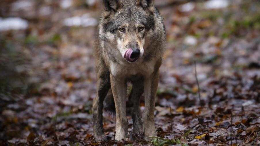 Nouvelle autorisation de tir pour un loup isolé en Valais