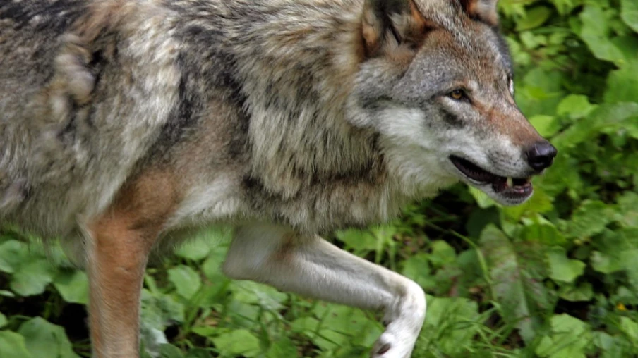 Nouvelle autorisation pour abattre le loup de la vallée de la Brévine