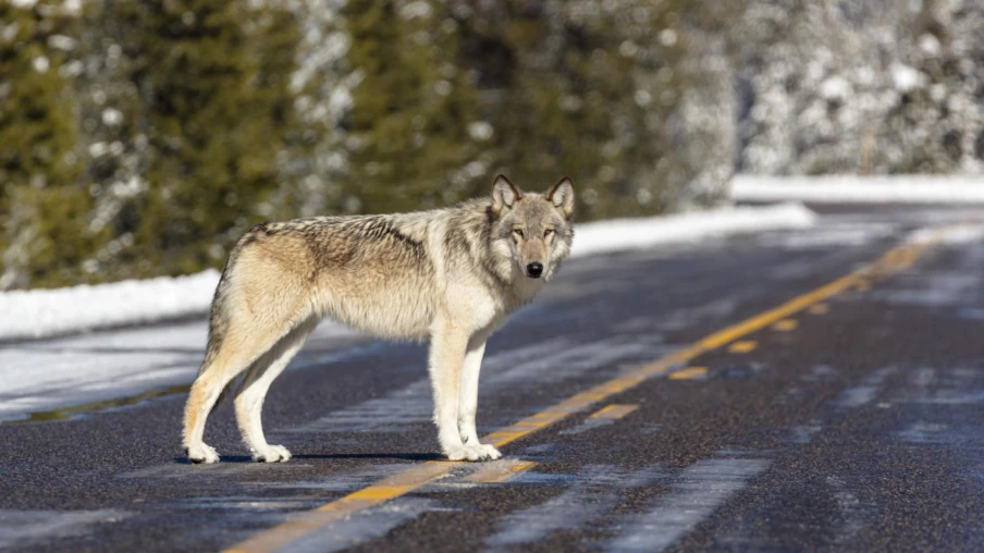 Trump veut supprimer à nouveau les protections des loups aux États-Unis