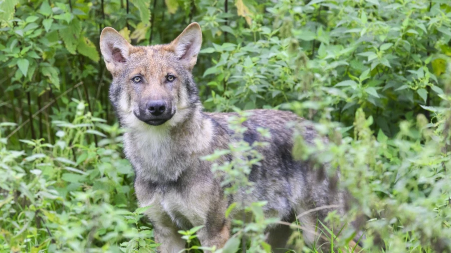 Le Valais demande l'éradication de deux meutes de loups