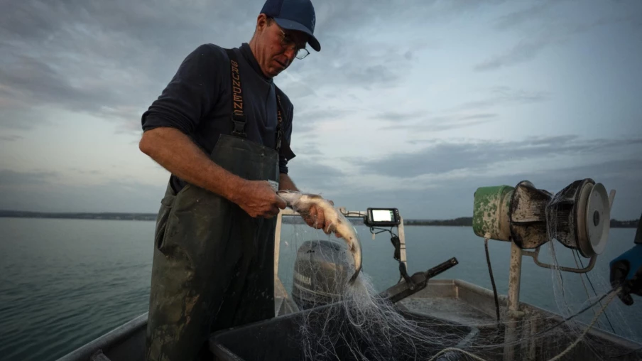 Poisson sauvage suisse : nouveau label pour le poisson des lacs