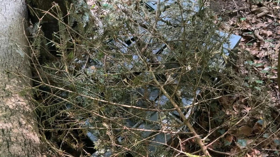 Cartouches de fusil volées à Châtillon (JU) : 23'000 munitions retrouvées en forêt