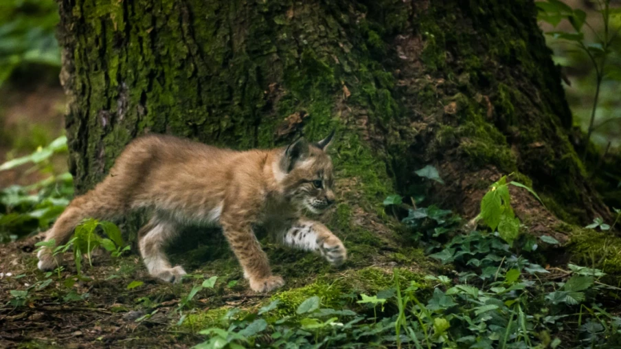 Les lynx colonisent le Plateau suisse malgré la circulation routière