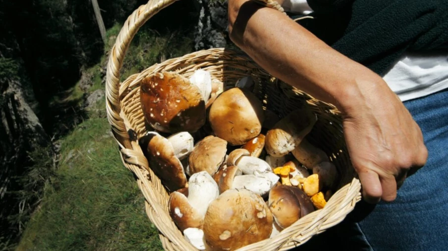 Champignons: plus de cueilleurs, moins de points de contrôle en Suisse