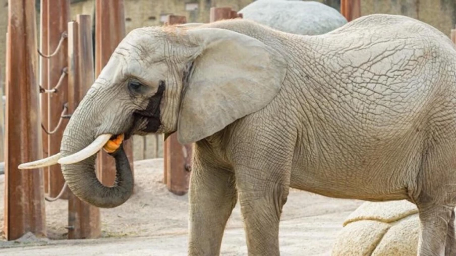 Décès de l'éléphante Heri au zoo de Bâle : fin d'une vie exceptionnelle
