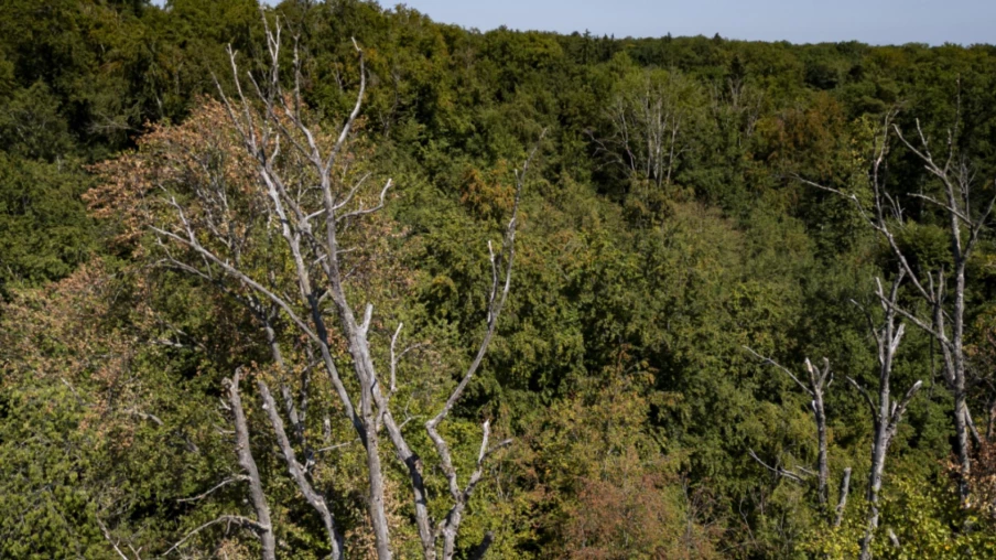 Neuchâtel lève l’interdiction des feux en forêt, risque toujours présent