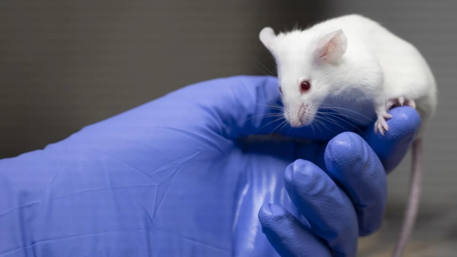 Expérimentation animale en Suisse : un nombre historiquement bas en 2025