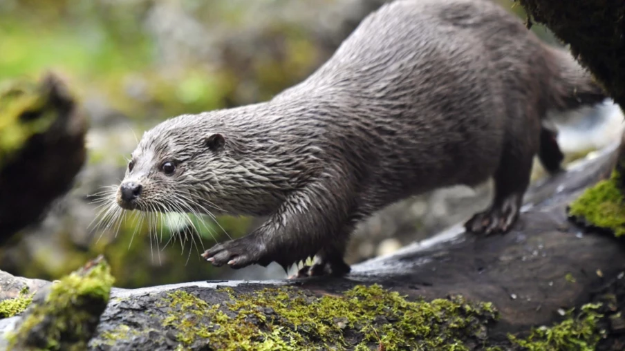 La loutre fait son retour naturel à Genève cet été