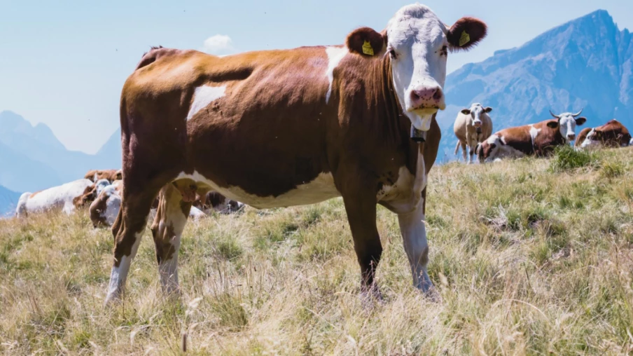 Le National approuve l'accord avec le Mercosur après compensation agricole