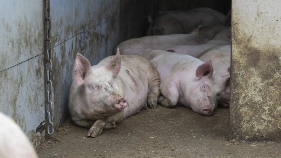 Maladie pulmonaire porcine : abattage de 20 cheptels en Suisse