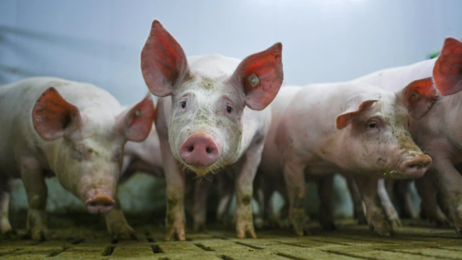 Pneumonie enzootique chez les porcs dans des exploitations bernoises